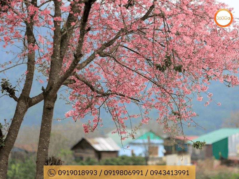 Cỏ hồng vào mùa đông Đà Lạt - Du lịch 360Go